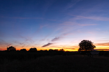 Silueta de encinas y cielo al atardecer. Quercus ilex.