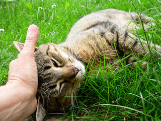 Young cute male cat lying in grass waiting for prey