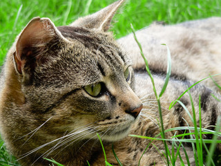 Young cute male cat lying in grass waiting for prey