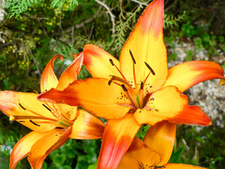Beautiful exotic orange flower on Borneo