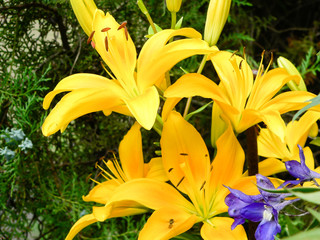 Beautiful exotic yellow flower on Borneo