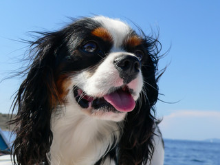 Young happy cute Cavalier King Charles Spaniel dog on the boat in croatia with sea in background