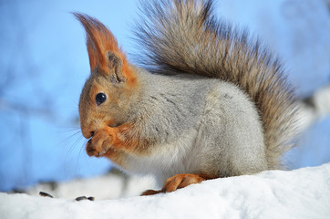 Белка на дереве.