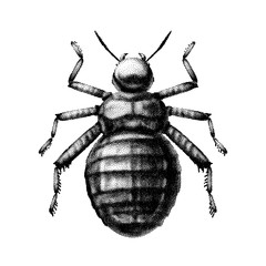 Black and white vector abstract beetle hand-drawn in the style of vintage etchings