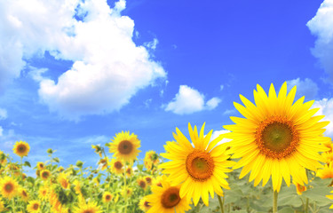 Sunflowers on blue sky background