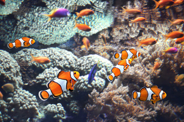 Plakat Sea corals and clown fish