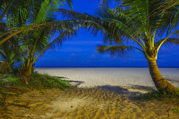 tropical beach with coconut palm tree