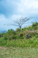Mountain view of Phu Chi Fa at Chiangrai province