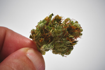 Close up of prescription medical marijuana bud