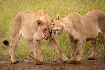 Naklejka na ściany i meble African lionesses and sub adult male bonding through affectionate head rubbing