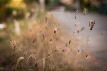 Blurred dry grass