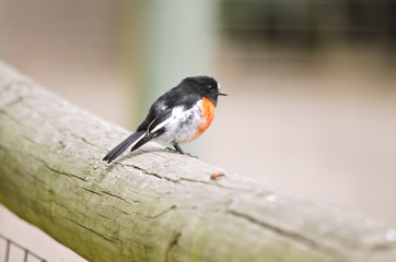 red breasted robin