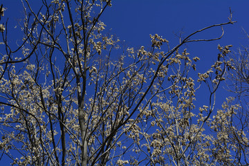 seeds on the branches of trees