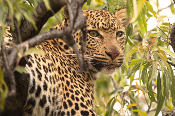 Leopard pausing from feeding to observe distracting movement