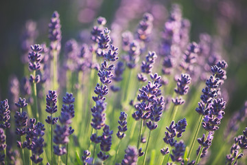 Lavender bushes closeup on sunset. Sunset gleam over purple flowers of lavender. 