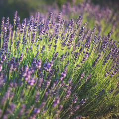 Lavender bushes closeup on sunset. Sunset gleam over purple flowers of lavender. 