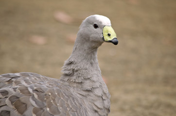 cape barren goose