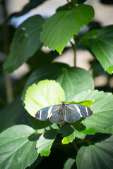 butterfly, butterflies, insect, flowers, plants, trees, nature