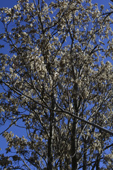  seeds on the branches of trees