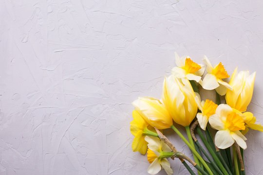 Yellow narcissus and tulips  flowers on grey textured background.