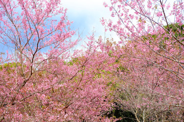 Wild Himalayan Cherry