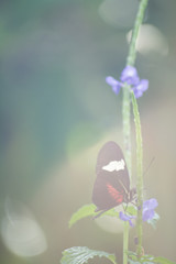butterfly, butterflies, insect, flowers, plants, trees, nature