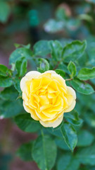 Yellow rose in the garden.