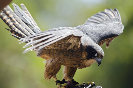 hobby falcon