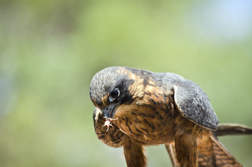 hobby falcon