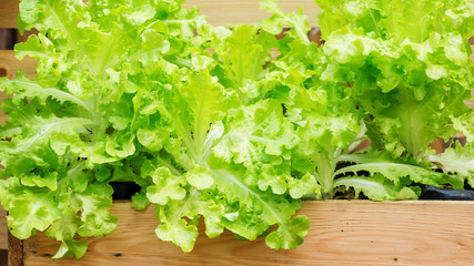 Cultivation Green oak lettuce in the vegetable garden.