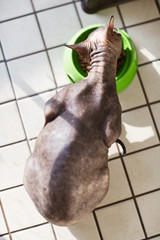 High angle view of Sphynx cat sitting on kitchen tile floor and eating dry food from bright green bowl