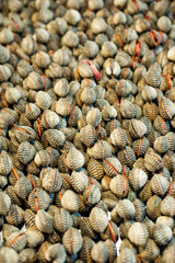 Blood cockle, Fresh cockle, cockle Backgrounds.