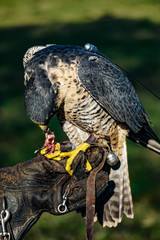 Falke frißt auf dem Handschuh des Falkners