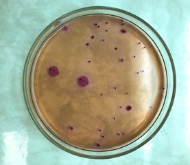 microbiology in laboratory