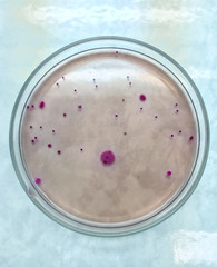 microbiology in laboratory