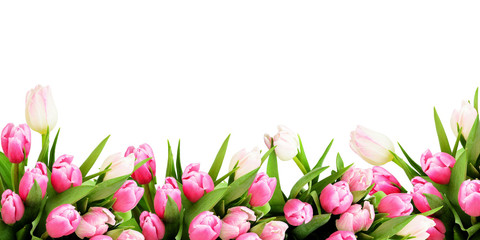 Fototapeta Pink tulip flowers border obraz