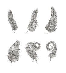 Feather set line drawing element