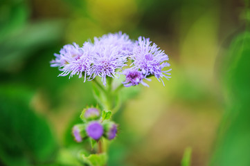 blue ageratum flower closeup in summer garden