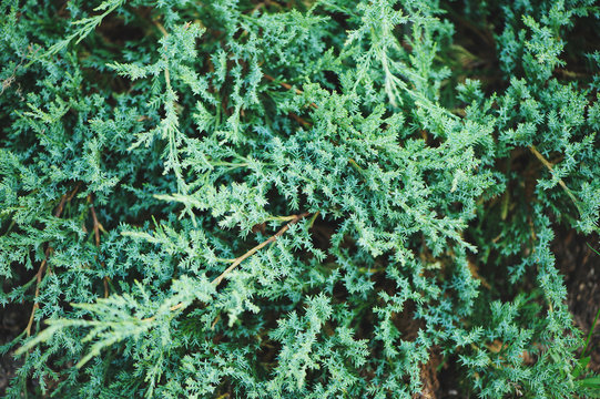 Juniperus horizontalis Agnieszka pattern closeup in summer. Growing conifers in garden