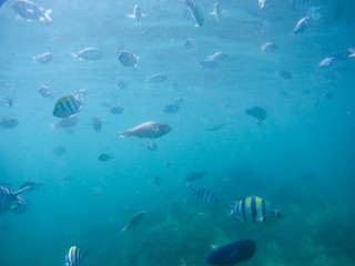 Fototapeta na wymiar Underwater world - exotic fishes in underwater of Thailand