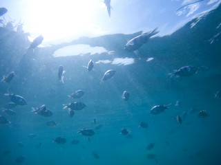 Fototapeta na wymiar Underwater world - exotic fishes in underwater of Thailand