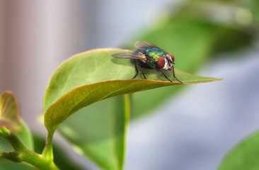 The Fly