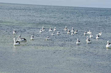 flock of pelicans