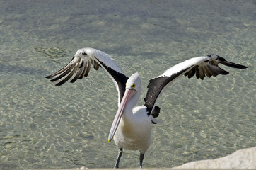 Australian pelican