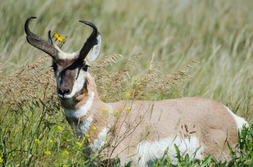 Antelope