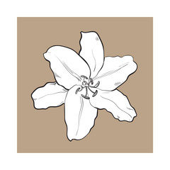 Single hand drawn white lily flower, top view, sketch style vector illustration isolated on brown background. Realistic hand drawing of white lily, wedding, Easter flower, symbol of love