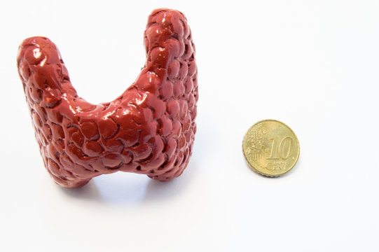 Concept of visualization of enlarged thyroid gland in various diseases, such as goiter, thyroiditis, nodule. Anatomical model of thyroid gland is located near 10 cent penny for size comparison of both