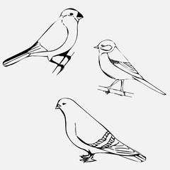 SET sketches of birds: titmouse, bullfinch and dove.
