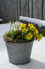 The first signs of spring. Winter aconite and snowdrops