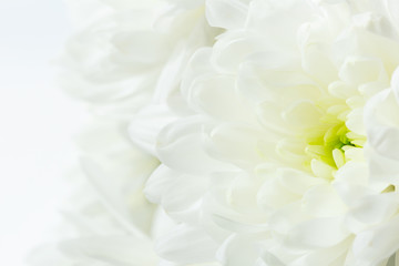 White Chrysanthemum. Macro